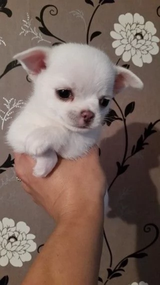 chihuahua toy pedigree | Foto 0