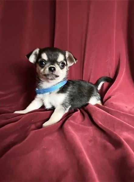 chihuahua toy pedigree