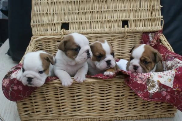 regalo bulldog inglese cuccioli disponibili