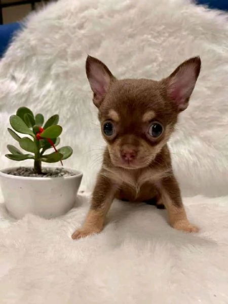 regalo cuccioli dolce e bella chihuahua toy