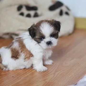 shitzu - shih-tzu cuccioli