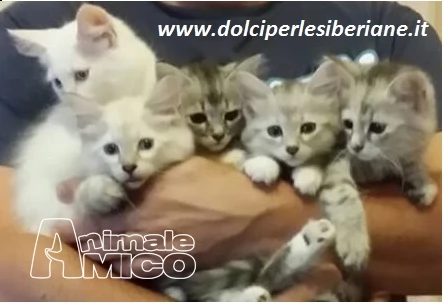 cuccioli gattini siberiani ipoallergenici- tutta italia | Foto 3