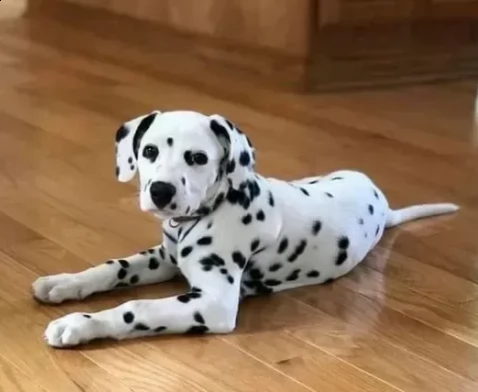 affetuosi cuccioli dalmata