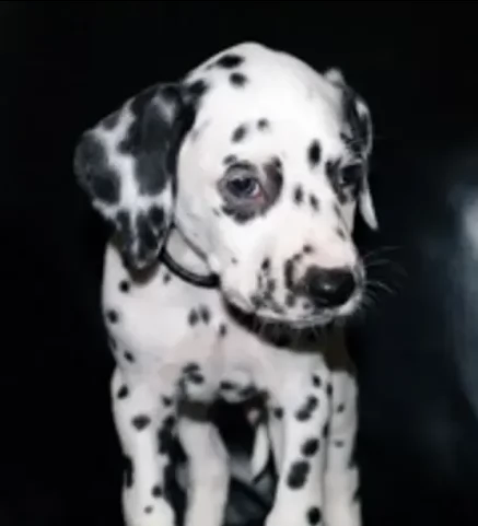 bellissimi dalmata cuccioli