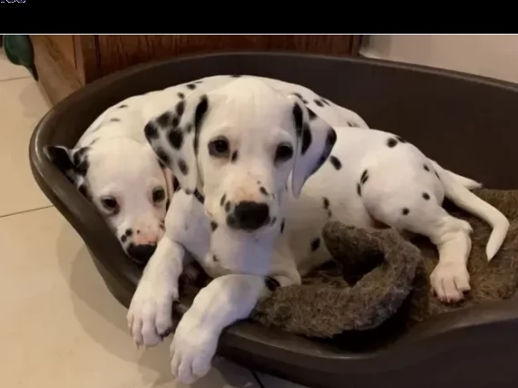 ultimi cuccioli di dalmata di razza puri