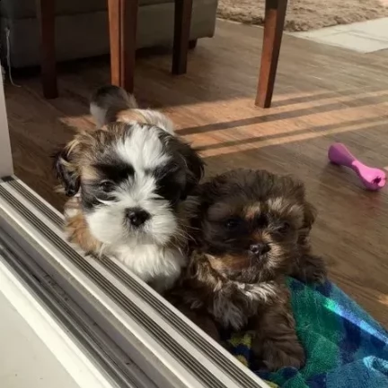 cane cuccioli shitzu molto affettuosi | Foto 0