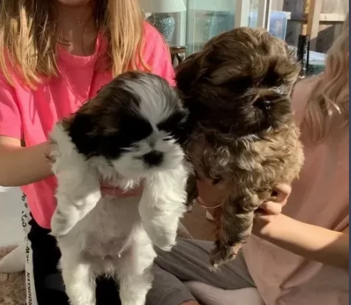 cane cuccioli shitzu molto affettuosi