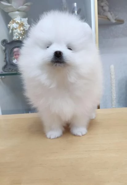 cuccioli di pomerania | Foto 0
