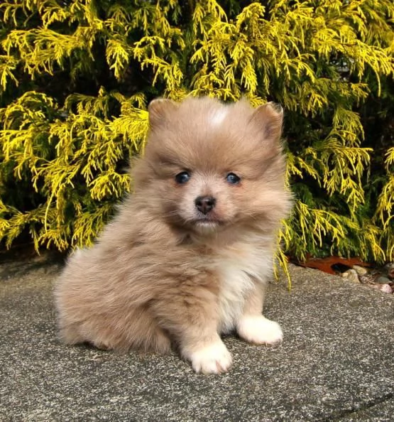  regalo cuccioli di volpino di pomerania..