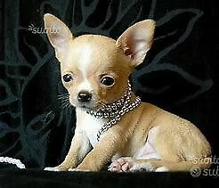 cucciolo di chiwawa mini toy 