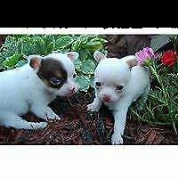 cuccioletti di pincher chiwawa