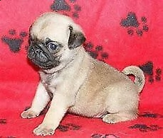 cuccioletto di carlino