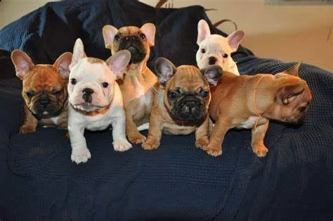 bellissimo cucciolo di bull dog francese 