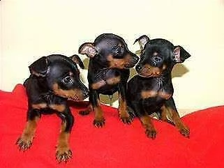 cucciolo di pincher toy tenerissimo 