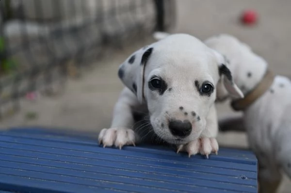 simpatici cuccioli di dalmata disponibili | Foto 3
