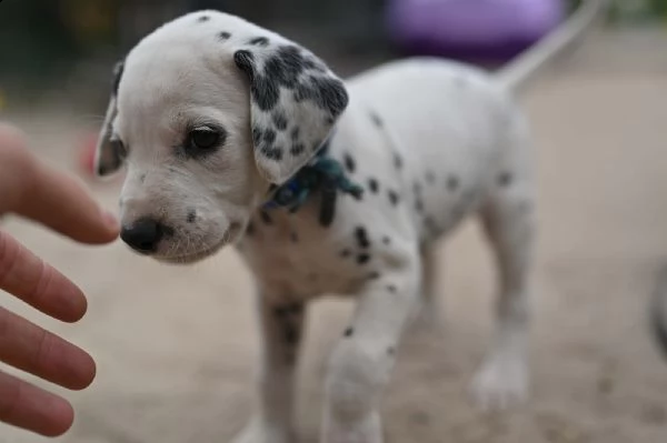 simpatici cuccioli di dalmata disponibili | Foto 2