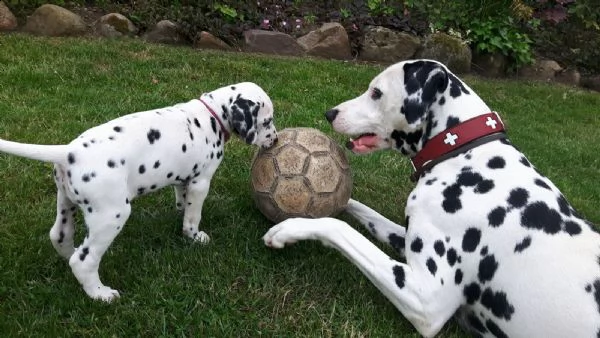 simpatici cuccioli di dalmata disponibili