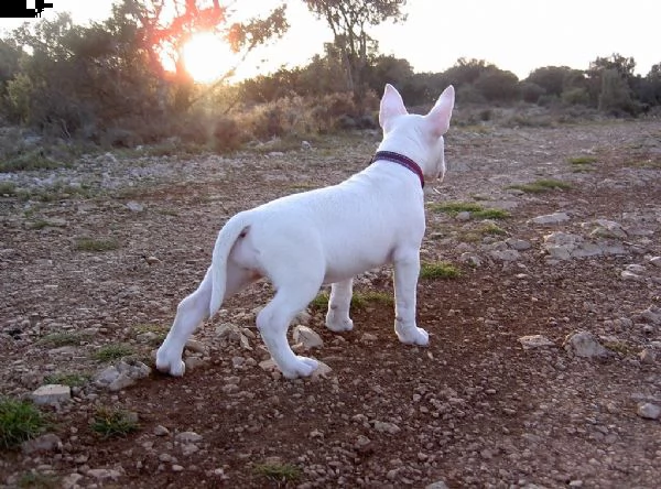 disponibili dolcissimi cuccioli di bull terrier | Foto 2