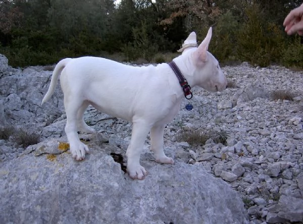 disponibili dolcissimi cuccioli di bull terrier | Foto 1