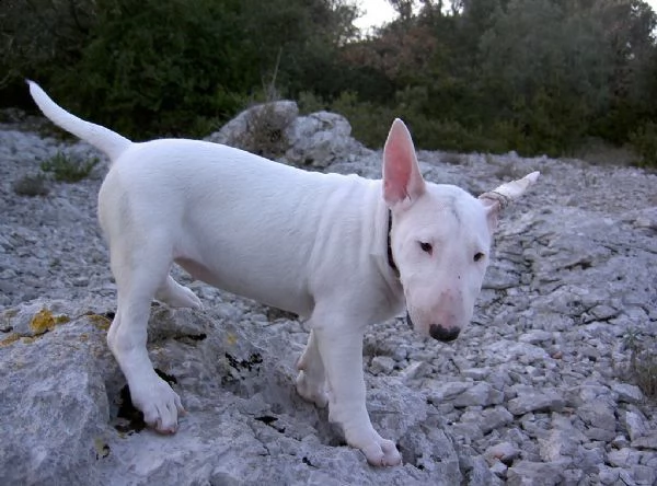 disponibili dolcissimi cuccioli di bull terrier