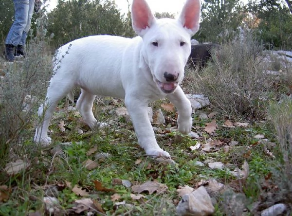 disponibili dolcissimi cuccioli di bull terrier | Foto 0
