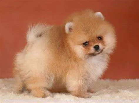 cuccioletto di spitz della pomeriana