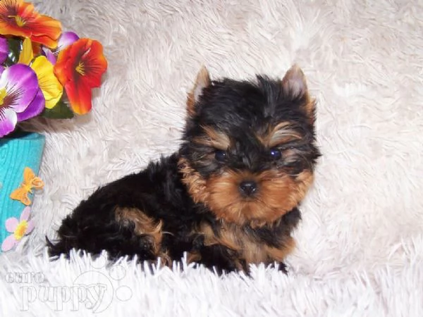 cucciolo di york shire mini toy 