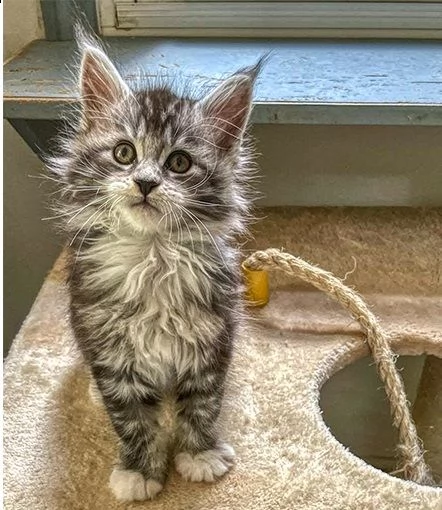 cucciole di mainecoon