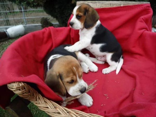 beagle tricolore cuccioli | Foto 2