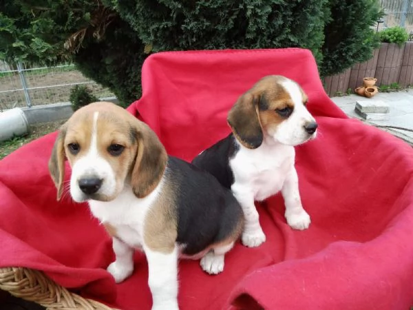 beagle tricolore cuccioli | Foto 0