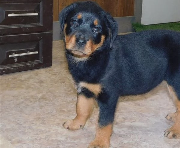 rottweiller cucciolo di rottweiler giocoso pronto per un nuovo amore.