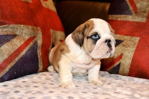 pura razza cuccioli di bulldog inglese per regalo . maschio e femmina