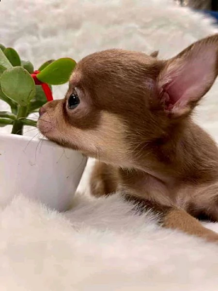 regalo cuccioli di chihuahua mini toy
