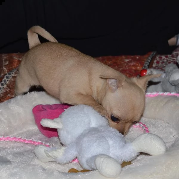 bellissimo cucciolo di chihuahua per regalo | Foto 0