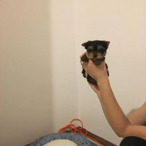 adozione regalo yorkshire cucciolo disponibile,  | Foto 1