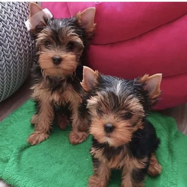 preciosos cachorros de yorkshire disponibles