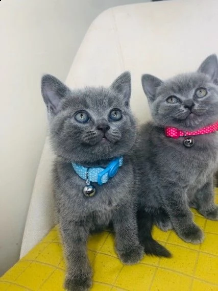 adozione british shorthair