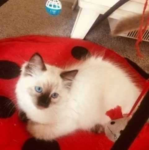 cuccioli gattini di sacro di birmania