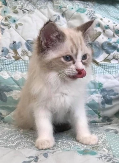 gattini di pura razza ragdoll