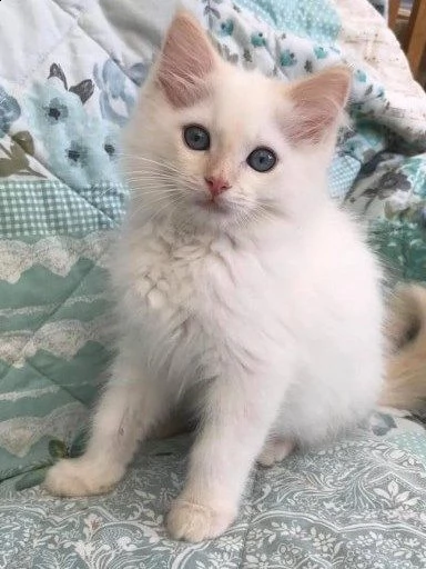 gattini di pura razza ragdoll | Foto 0