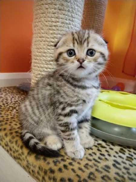 originali gattini di scottish fold blue e tigrato