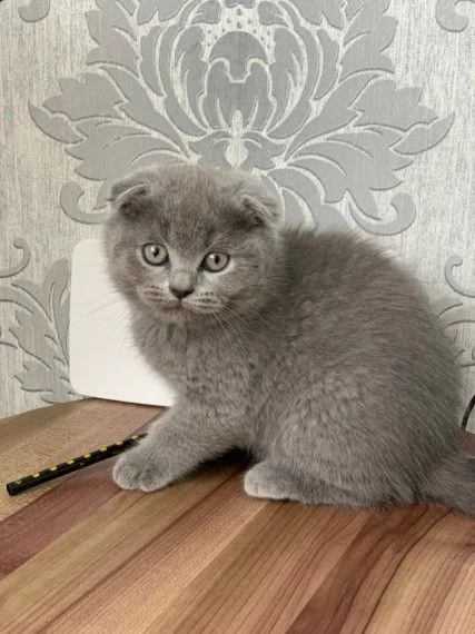 originali gattini di scottish fold blue e tigrato | Foto 0