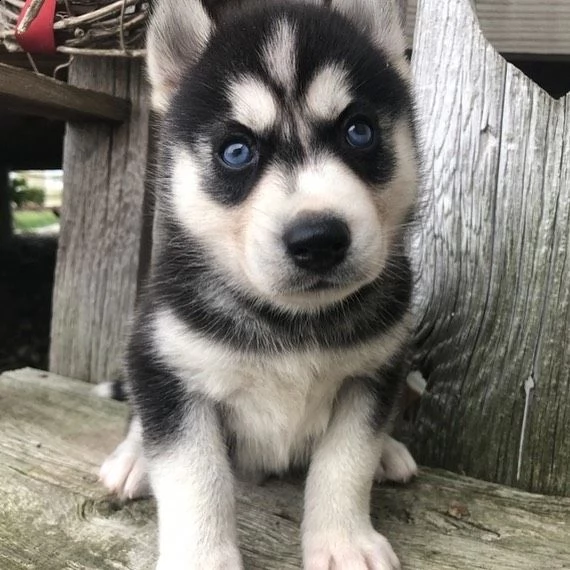 cuccioli di siberian husky