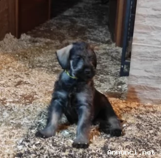 cuccioli schnauzer gigante