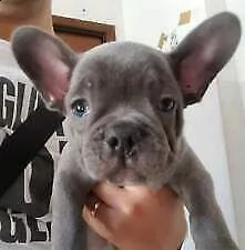cuccioli di bulldog francese