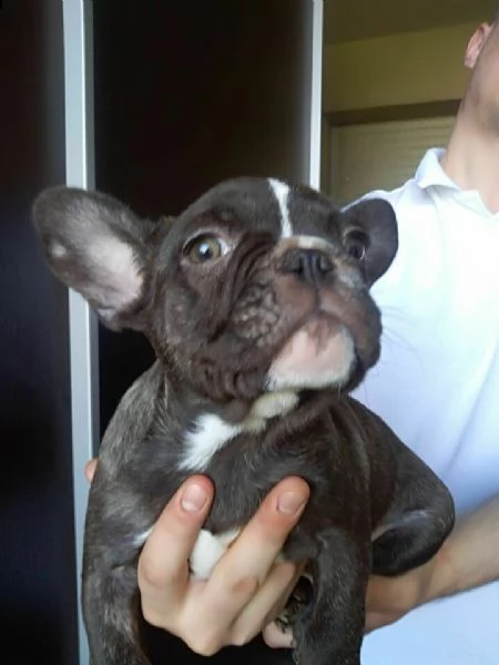 cuccioli di bouledogue francese di quasi 3 mesi