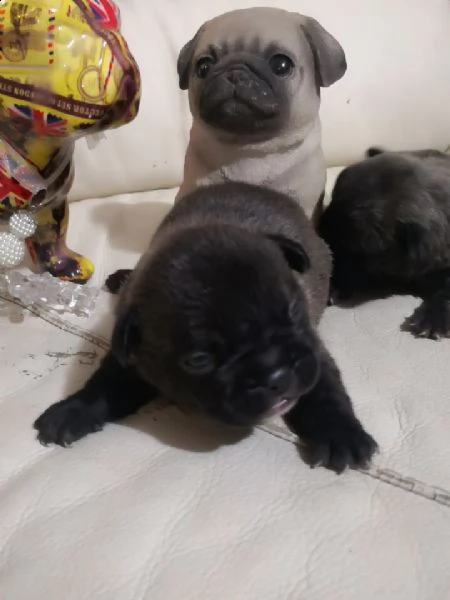 cuccioli  bulldoge francese...m/f