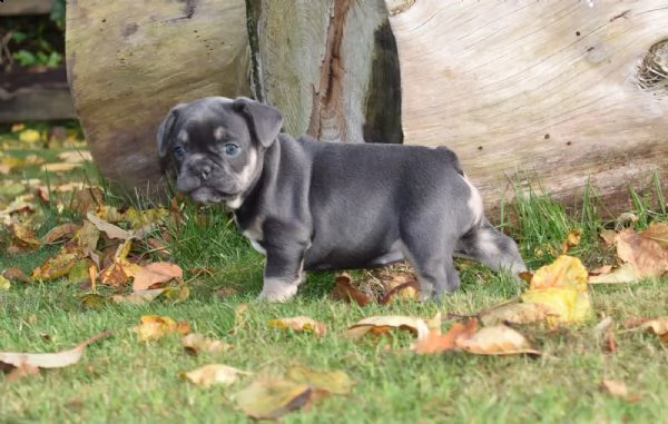 bouledogue francese cuccioli disponibili | Foto 1