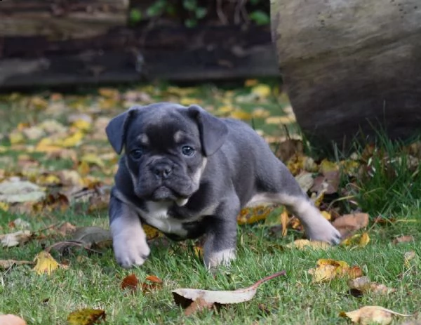 bouledogue francese cuccioli disponibili | Foto 0
