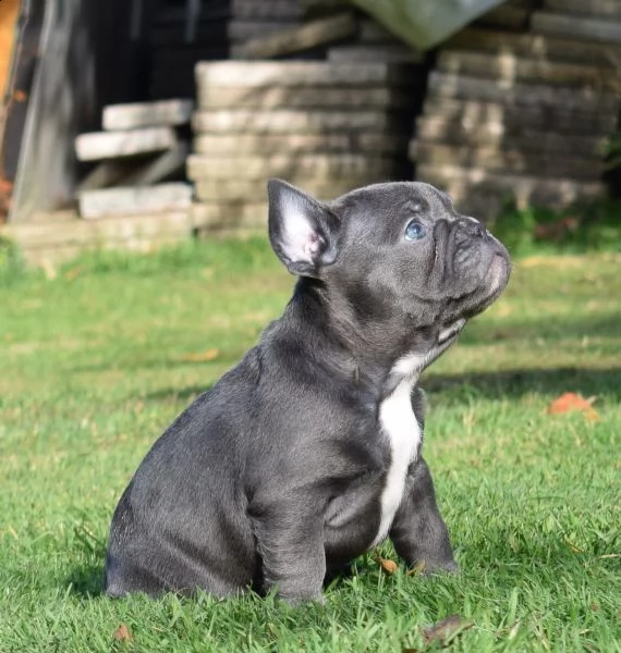 bouledogue francese cuccioli disponibili